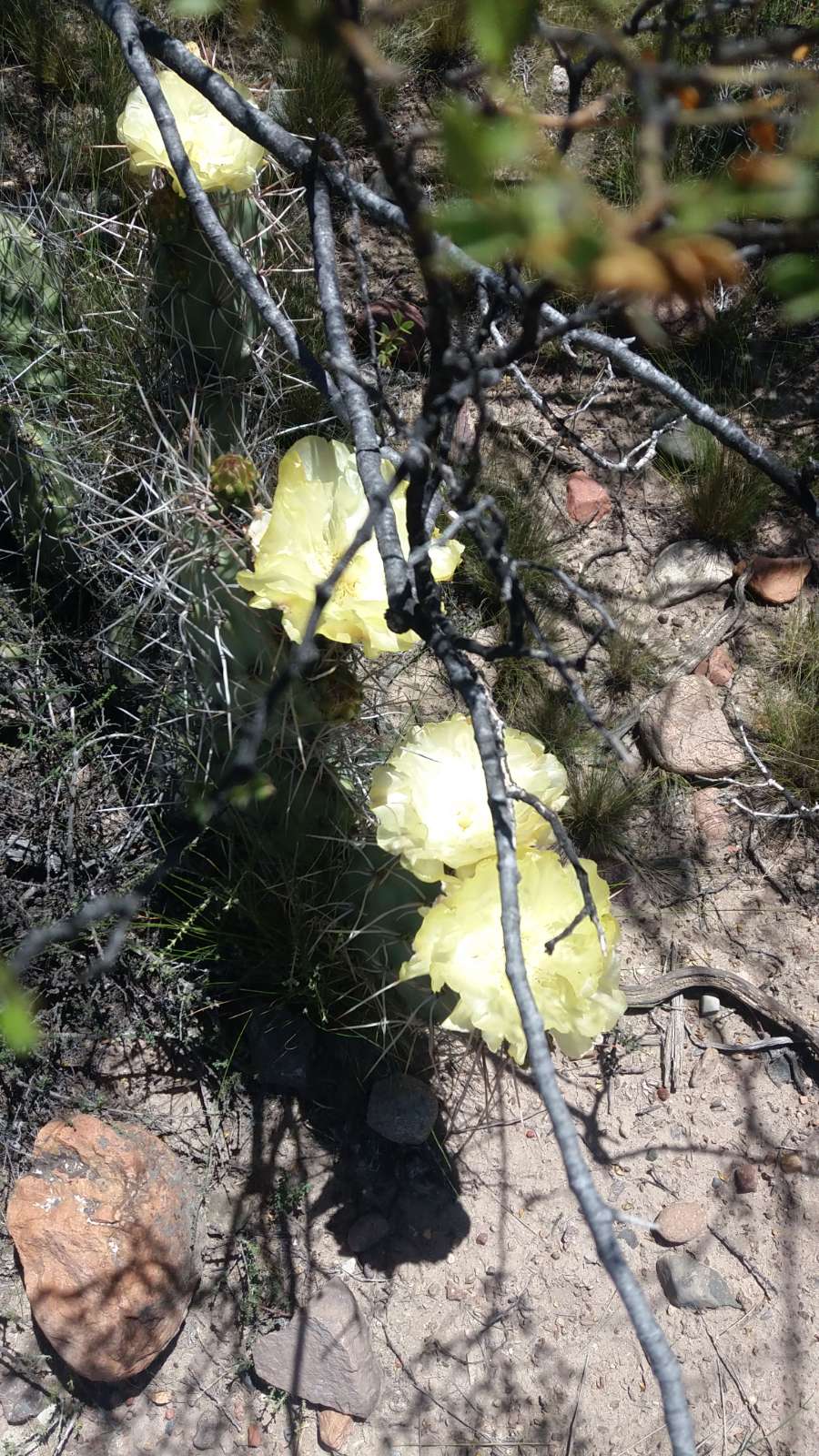 En Tupungato, Campo en Alquiler · dueño directo · 10 ha - Imagen 3