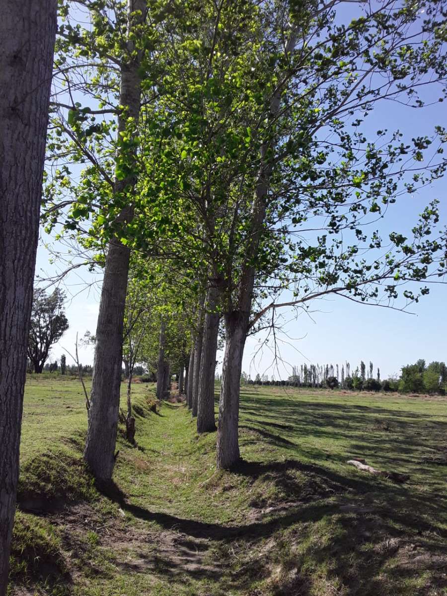 Campo  San Rafael - Imagen