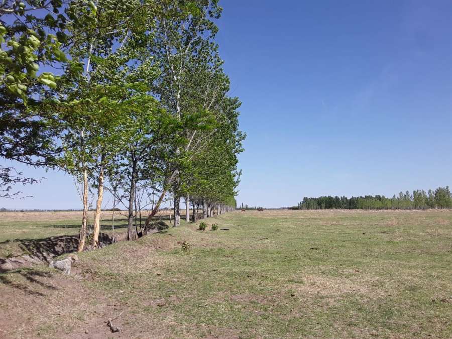 Campo  San Rafael - Imagen