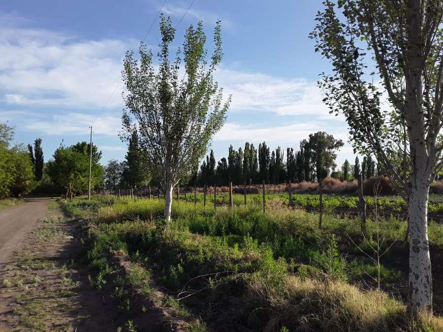 Campo  San Rafael - Imagen