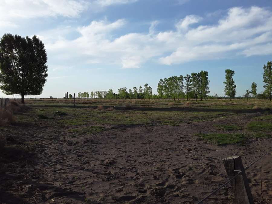 Campo  San Rafael - Imagen