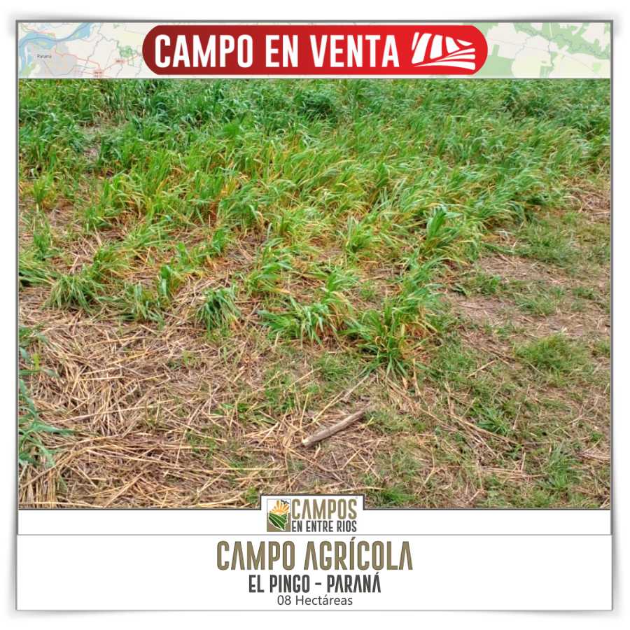 Campo  Paraná - Imagen