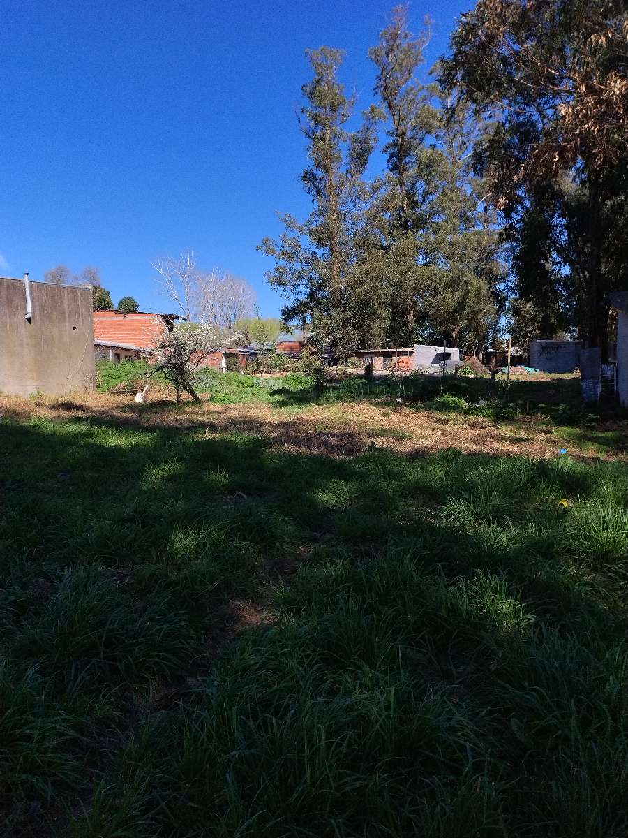 Mario bravo y cerrito , 