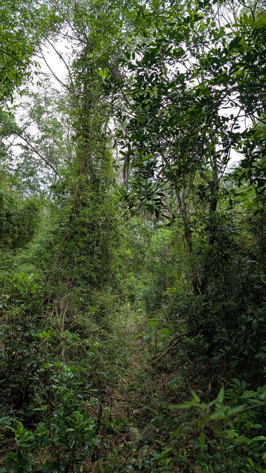 Campo  Apostoles - Imagen