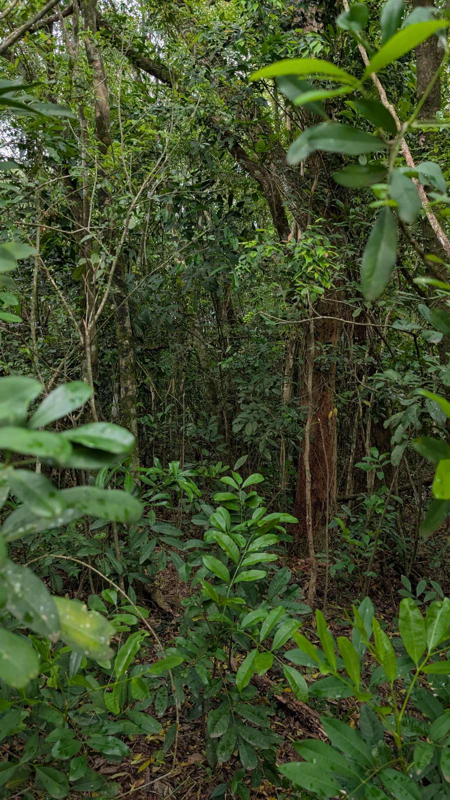 Campo  Apostoles - Imagen