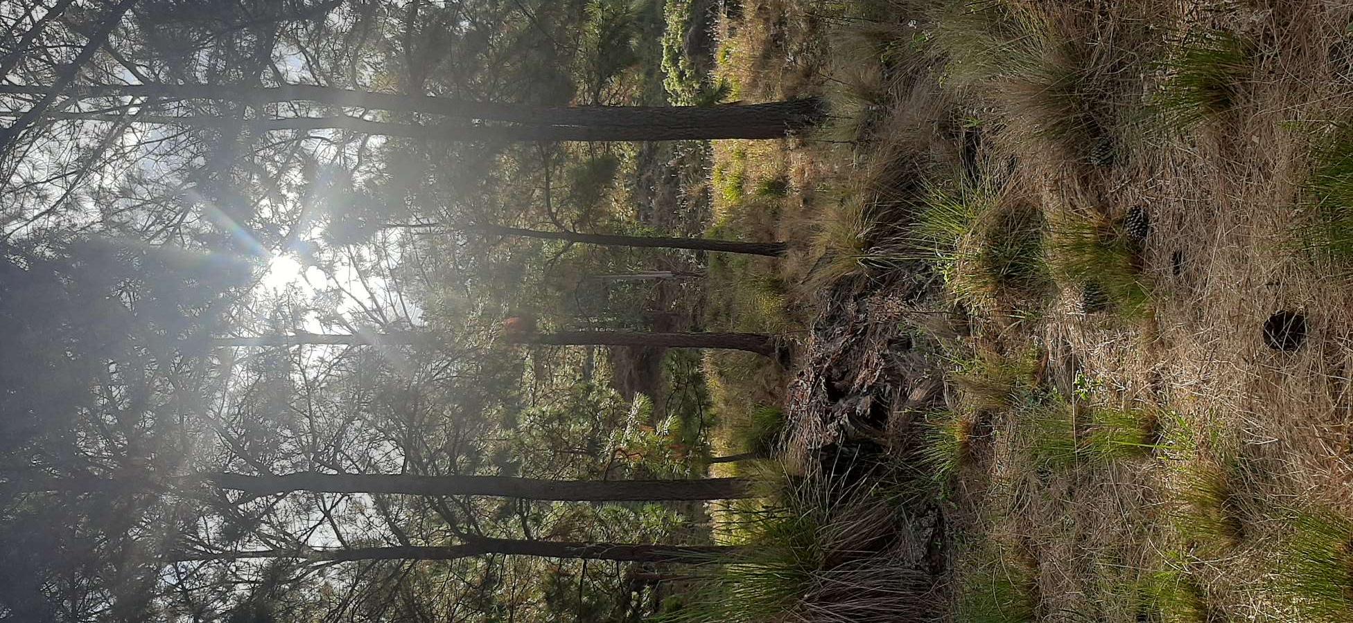 Excelente Campo en San Miguel de Los Rios en Venta · dueño directo · 50 ha - Imagen 3