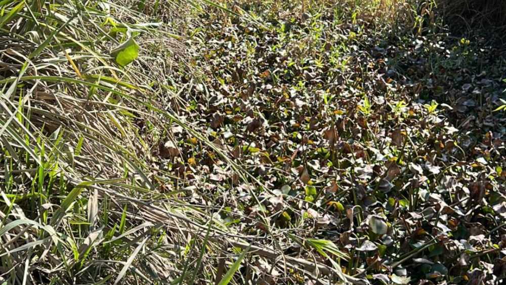 Comprar Terreno en Tigre · frente 20 m · largo 60 m · 20 m² de lote · barrio con seguridad - Imagen 2