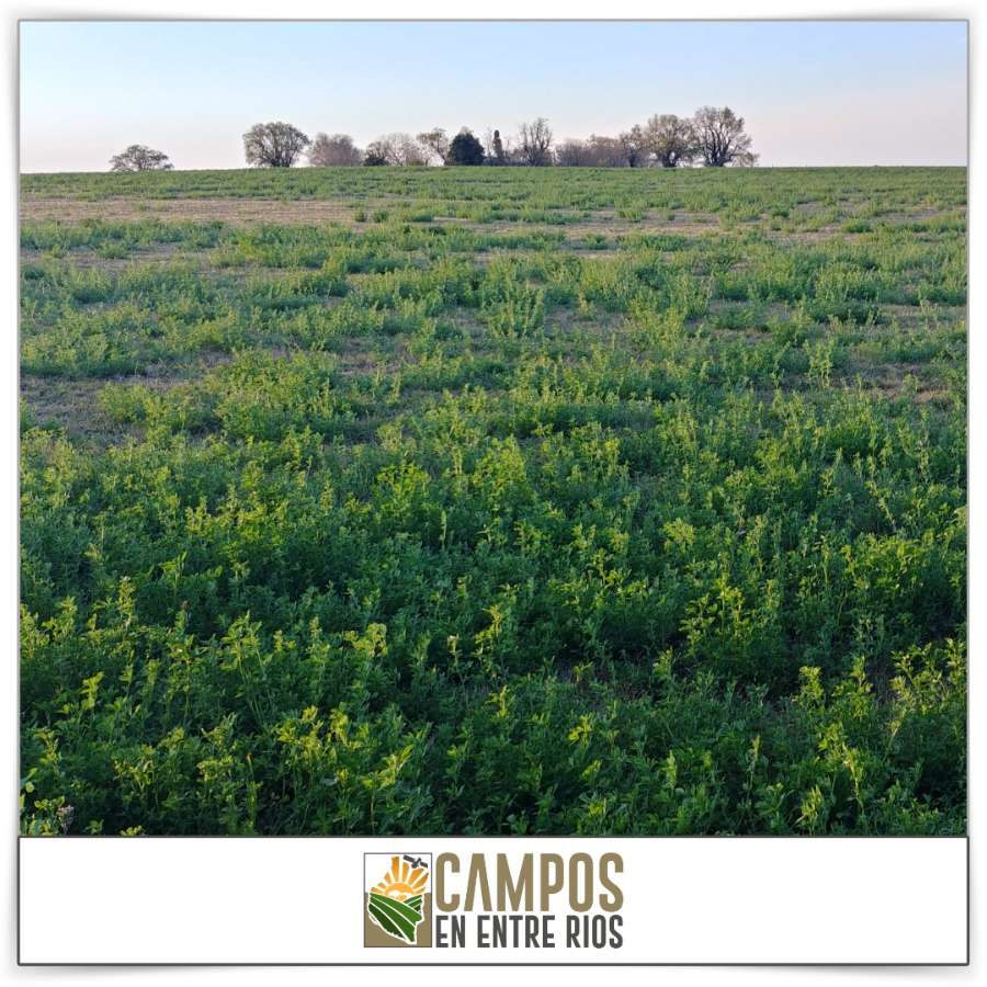Campo único en Oro Verde en Venta · 39 ha - Imagen 2
