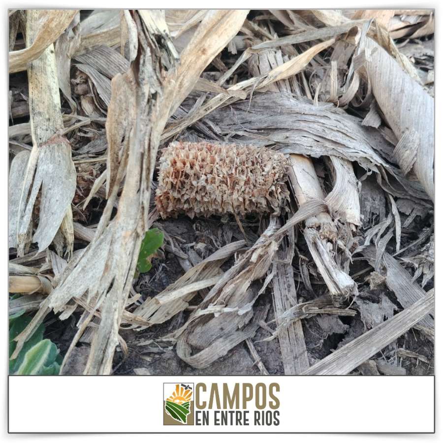 Campo único en Oro Verde en Venta · 39 ha - Imagen 3