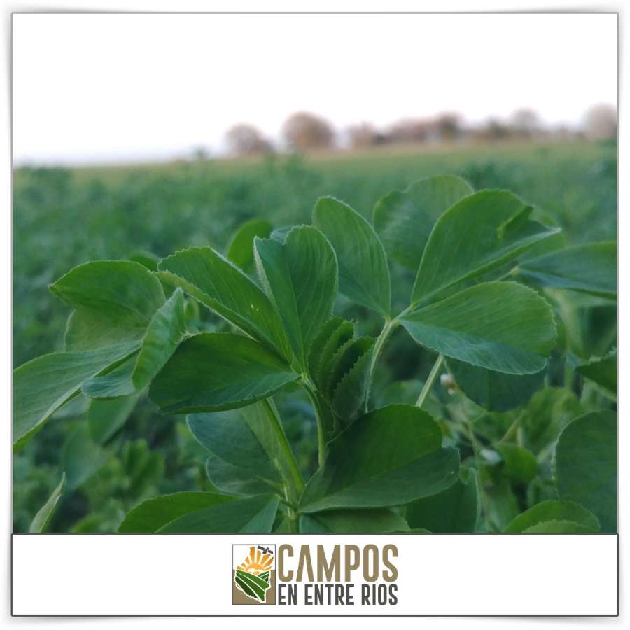 Campo único en Oro Verde en Venta · 39 ha - Imagen 5