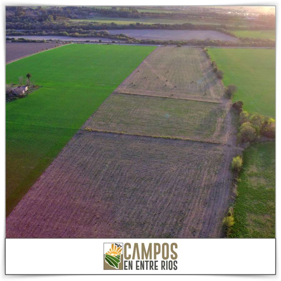 Campo en Venta Tezanos Pinto, Oro Verde - Imagen 7