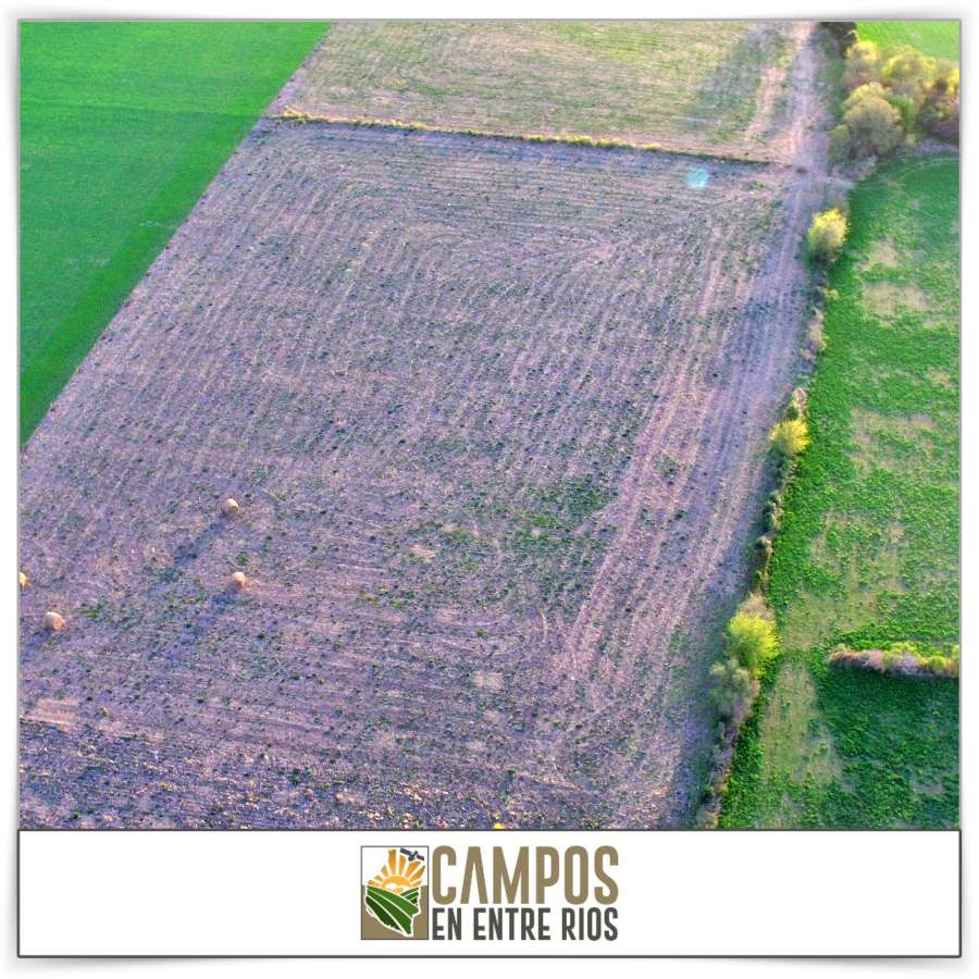 Campo en Venta Tezanos Pinto, Oro Verde - Imagen 8