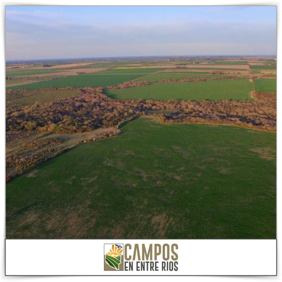 Campo en Venta Tezanos Pinto, Oro Verde - Imagen 9