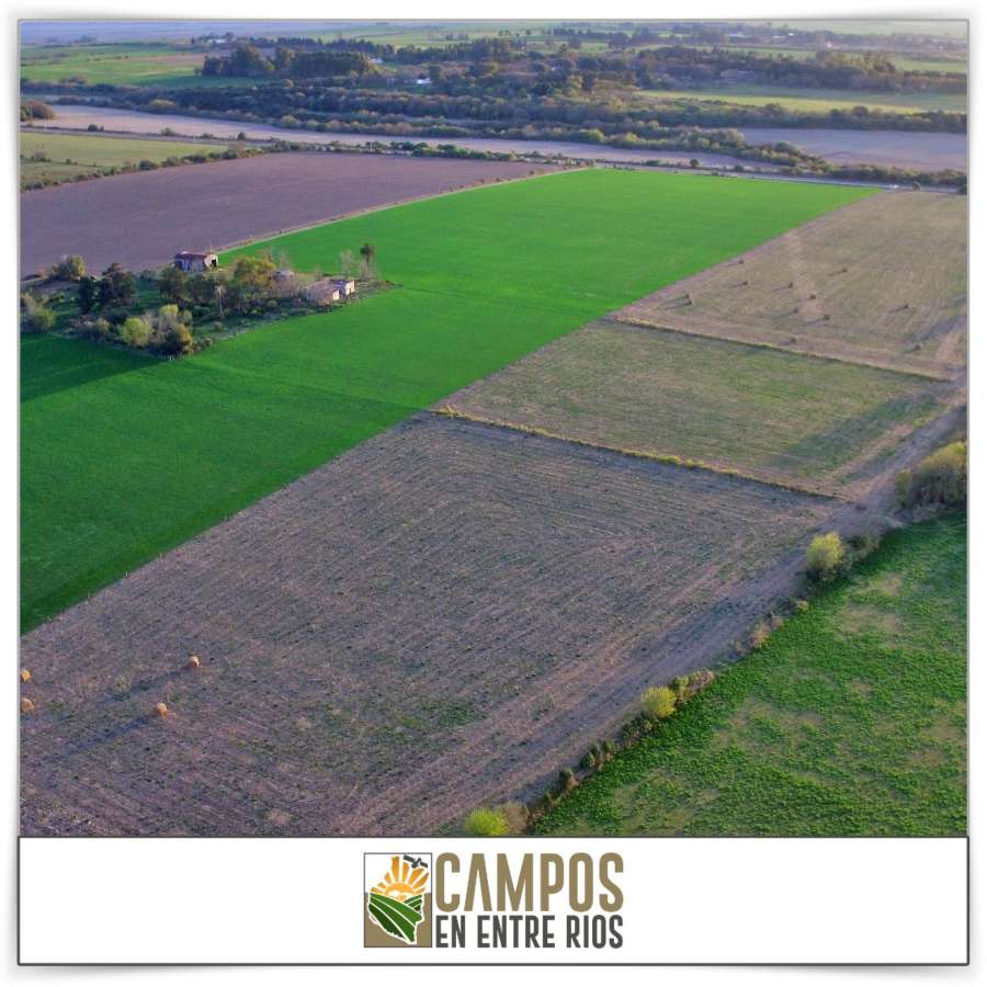 Campo en Venta Tezanos Pinto, Oro Verde - Imagen 11