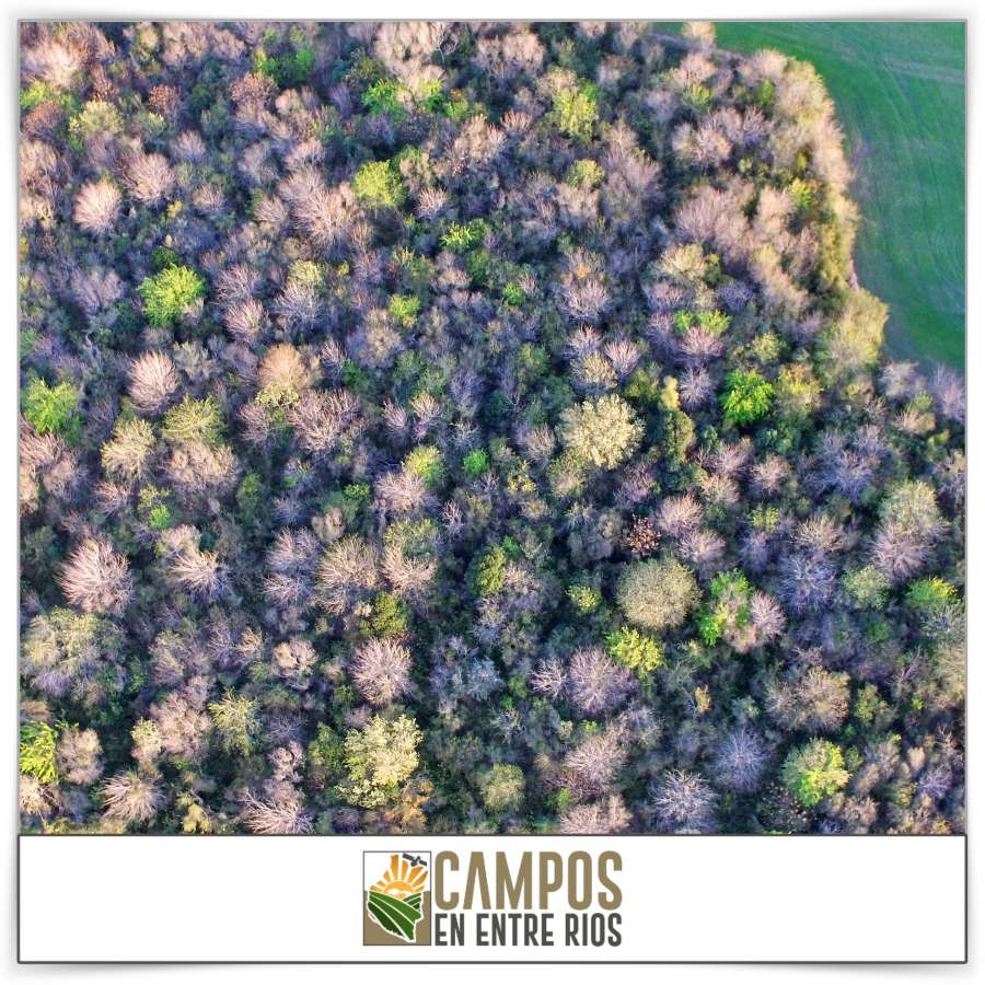 Campo en Venta Tezanos Pinto, Oro Verde - Imagen 13