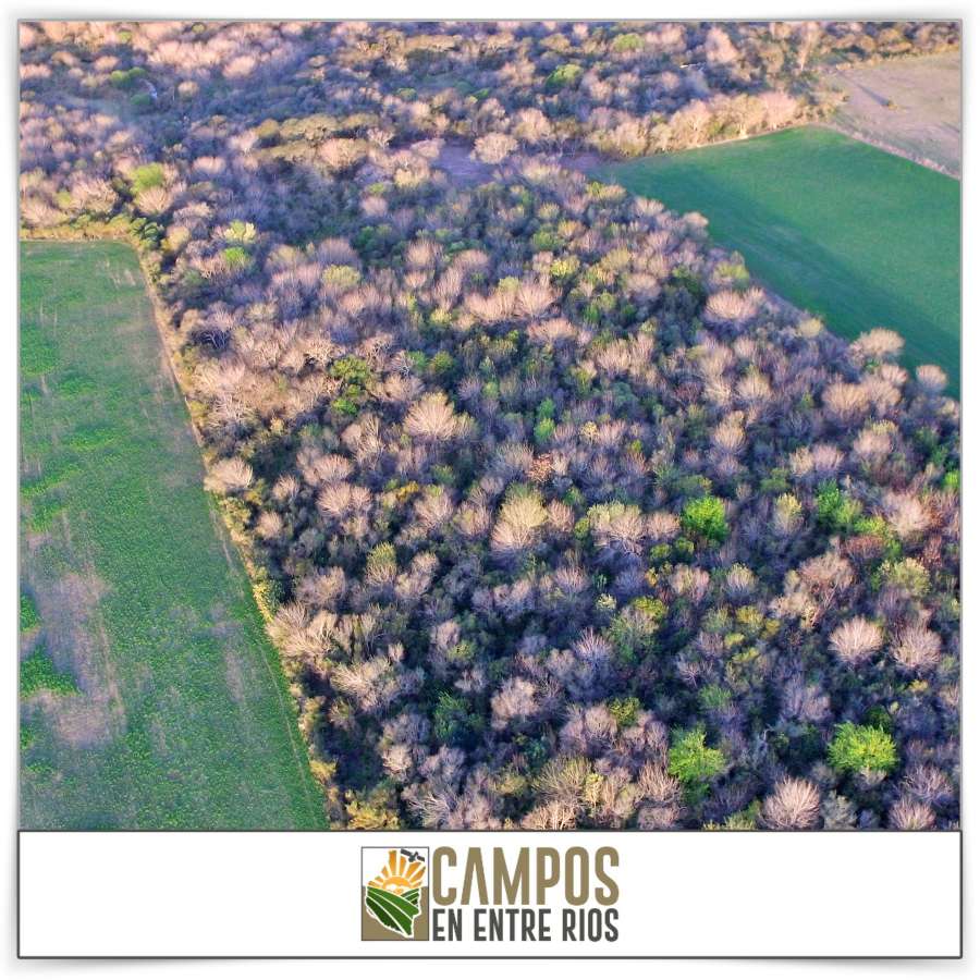 Campo en Venta Tezanos Pinto, Oro Verde - Imagen 14