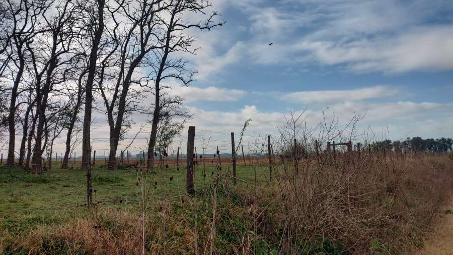 Tu próximo Campo en Venta en Marcos Paz · 430 ha - Imagen 5