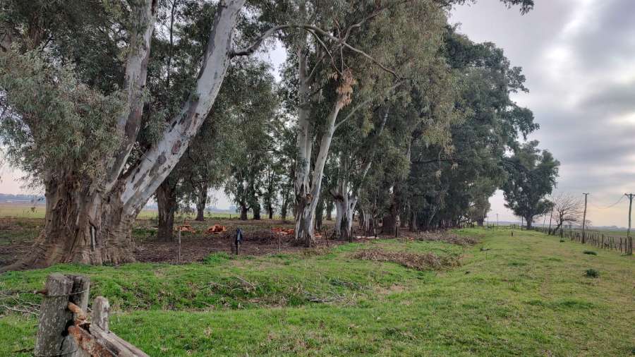 Tu próximo Campo en Venta en Marcos Paz · 430 ha - Imagen 2