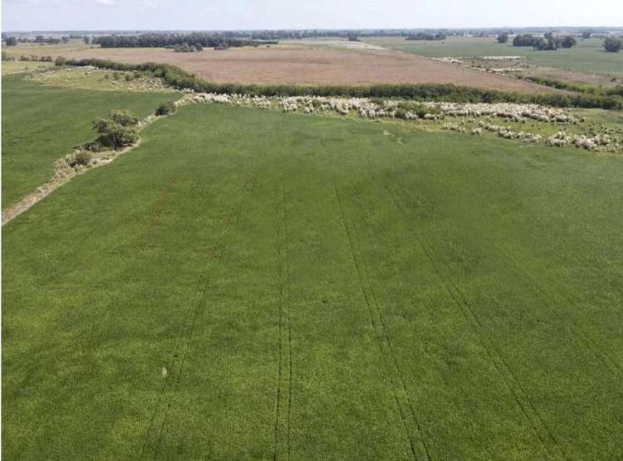 Campo  Marcos Paz - Imagen