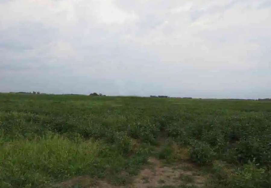 Campo Saladillo - Imagen