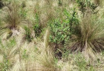 Terreno en Venta Estancia Grande,san Luis, San Luis - Imagen 4