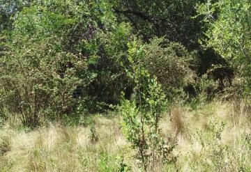 Terreno en Venta Estancia Grande,san Luis, San Luis - Imagen 3