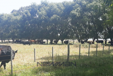 Campo disponible en San Clemente del Tuyu · 336 ha - Imagen 4