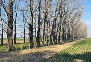 Estancia en Venta , Bragado - Imagen 6