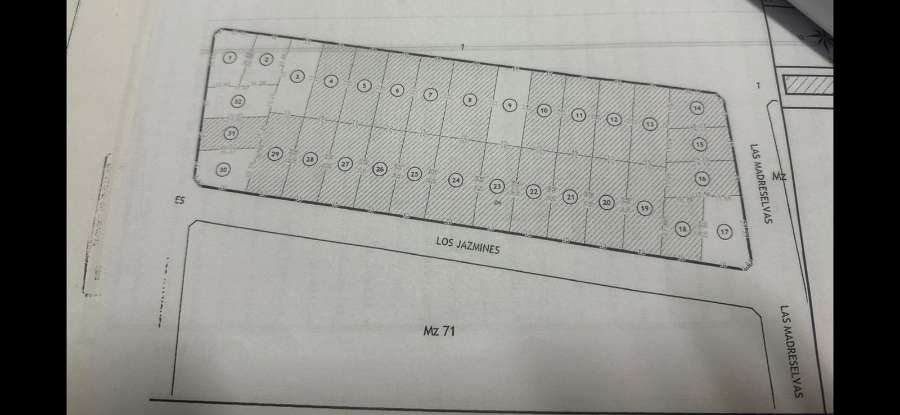 jazmines entre madre celva   , 