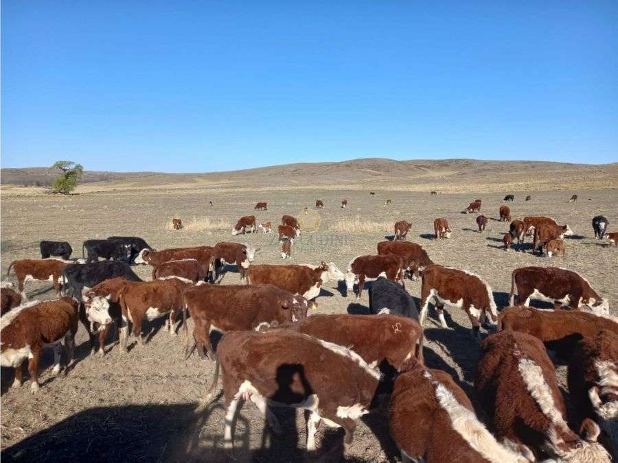 Campo en Venta en San Luis · 281 ha - Imagen 1
