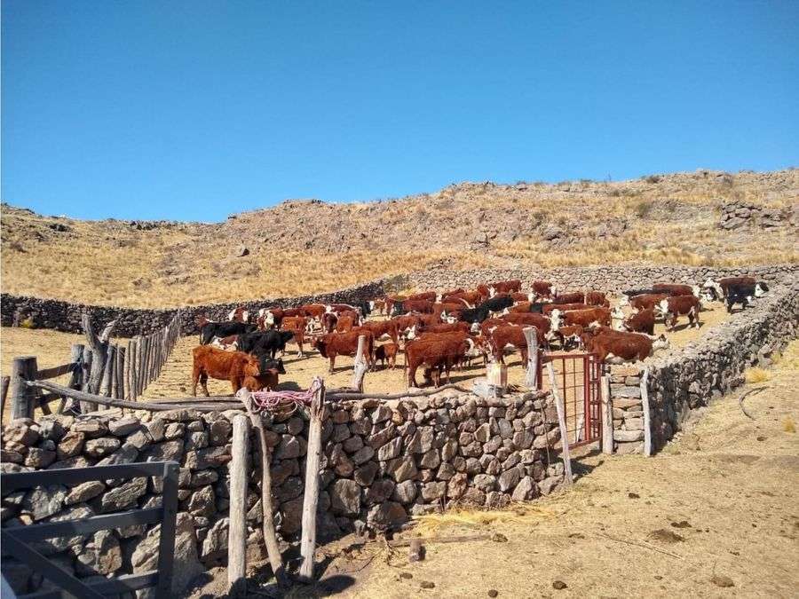 Campo en Venta en San Luis · 281 ha - Imagen 2