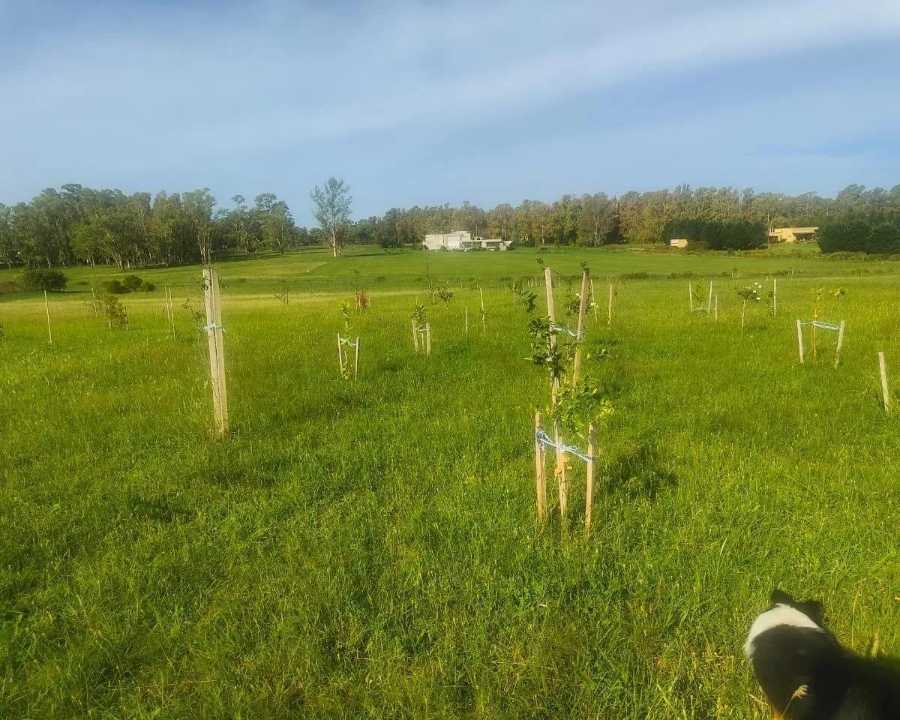 Terreno en Baradero para en Venta · frente 100 m · largo 160 m · 16.000 m² de lote · barrio con seguridad - Imagen 1