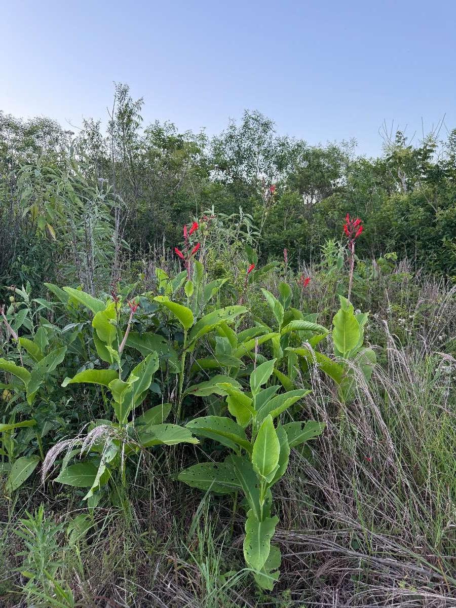 Terreno Obera - Imagen