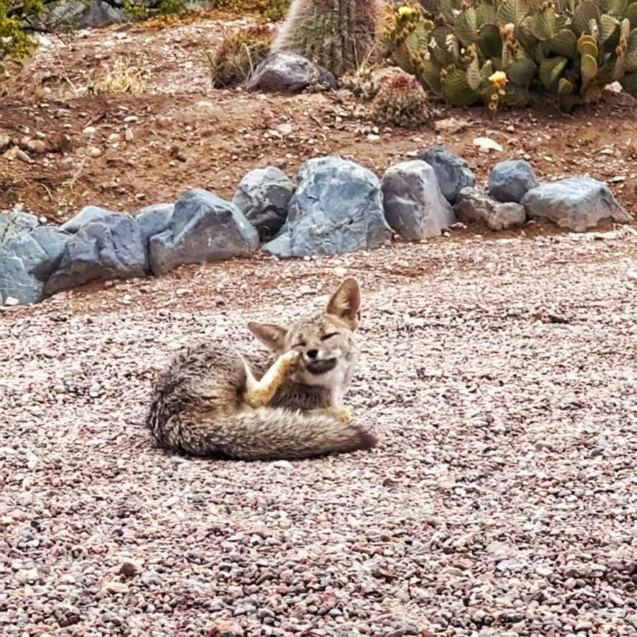 Campo en Venta en Lujan de Cuyo, · dueño directo - Imagen 4